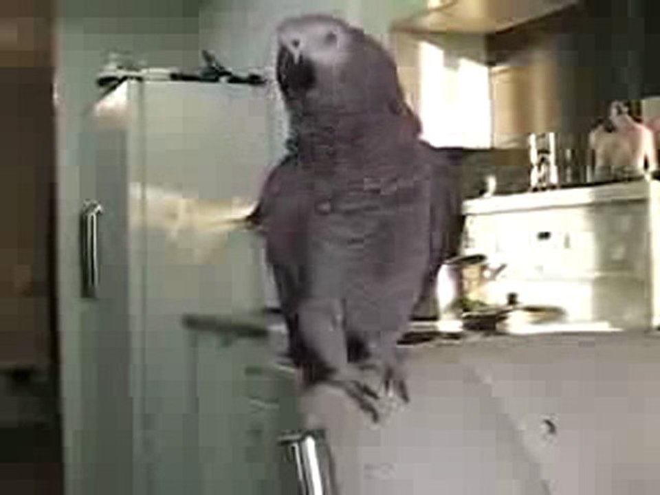 Beatbox  Perroquet