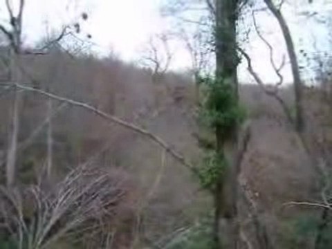 Chasse à la bécasse avec Uris du Bois des Rousses