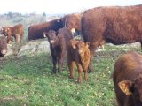 Calves male and female at Salers Breeding VINCENT PESCHER