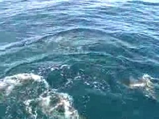 Rencontre avec les Dauphin Dusky en pleine mer