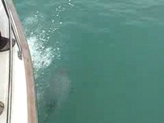Les dauphins d Hector a Akaroa