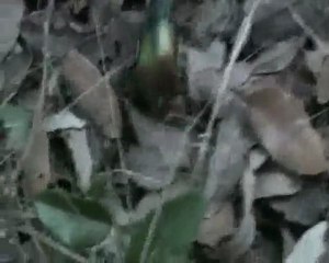 L'autre Monde acte 16 "INSECTES"  ---tomsawyer95---