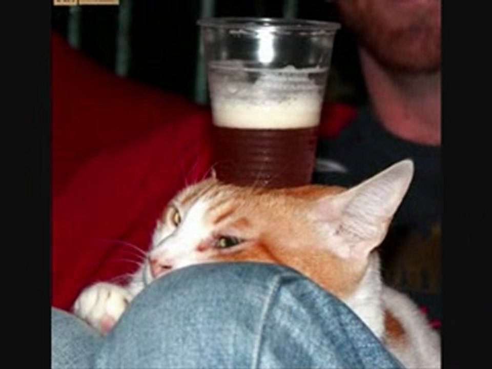 LOL! drunk cats getting drunk