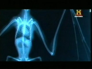 Murcielagos: Ecolocalizacion (El origen del vuelo)