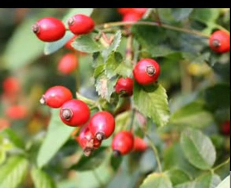 Rosehip Oil Properties