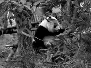 Panda se grattant le dos_base de reproduction de Chengdu