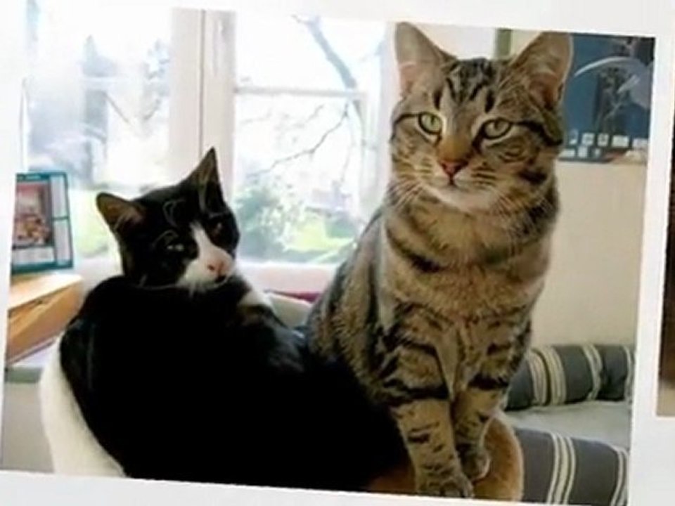 Gaspard et Jolicoeur, mes p'tits monstres