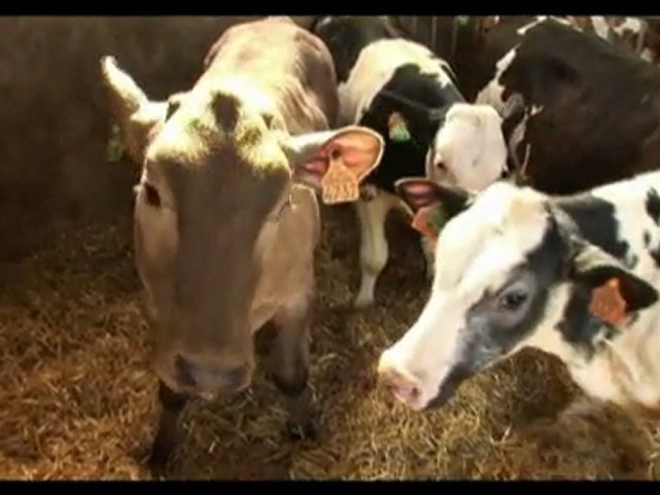 Mamellor Elevage sur paille new