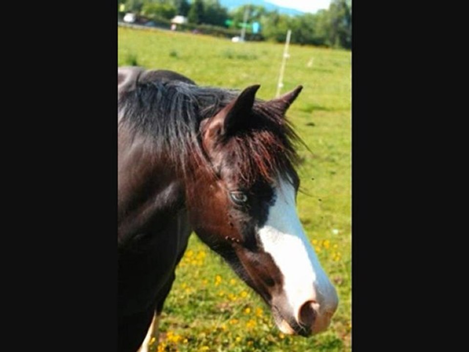 ponnette (l'