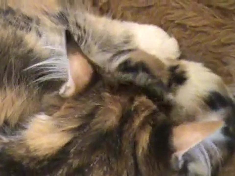chatons2
