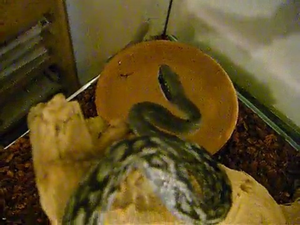 Elaphe taeniura bleu