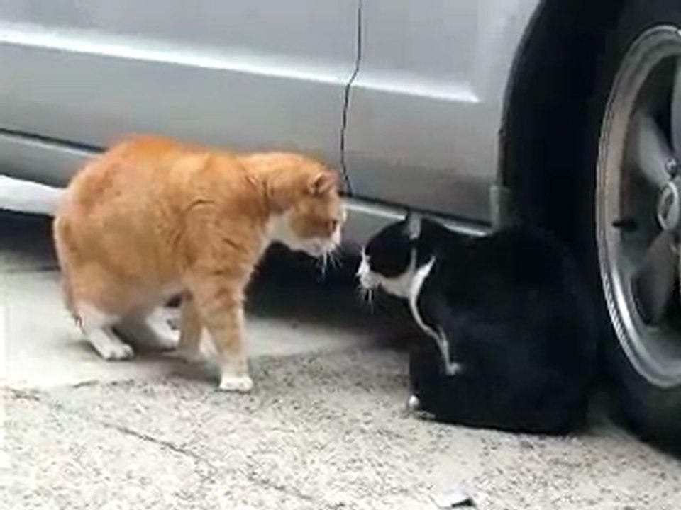 Un dialogue de chats