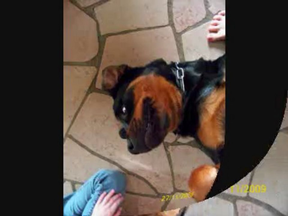 Rottweiler - Cassius, mort le 27.11.09