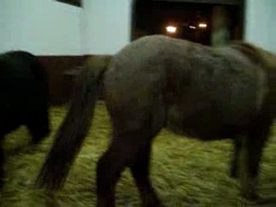 Les poneys qui mange^^