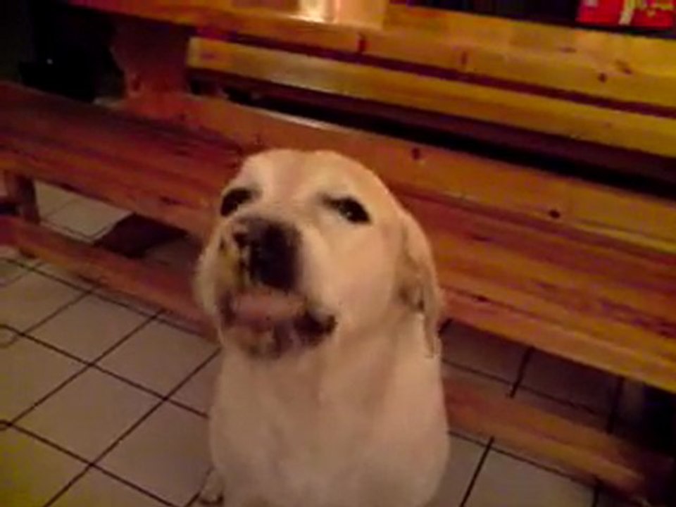 labrador gourmande