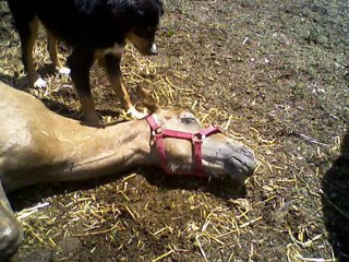 les chevaux nature...