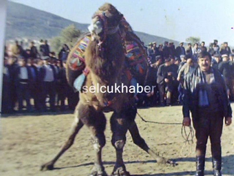 Deve Güreşleri Tarihi Selçuk Efes