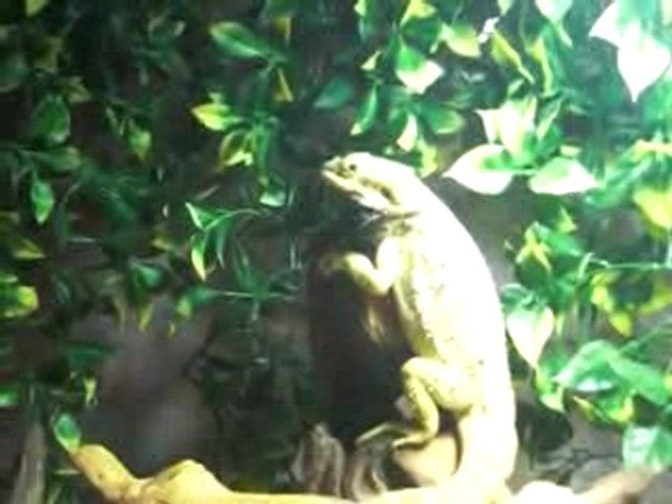 Pogona tete