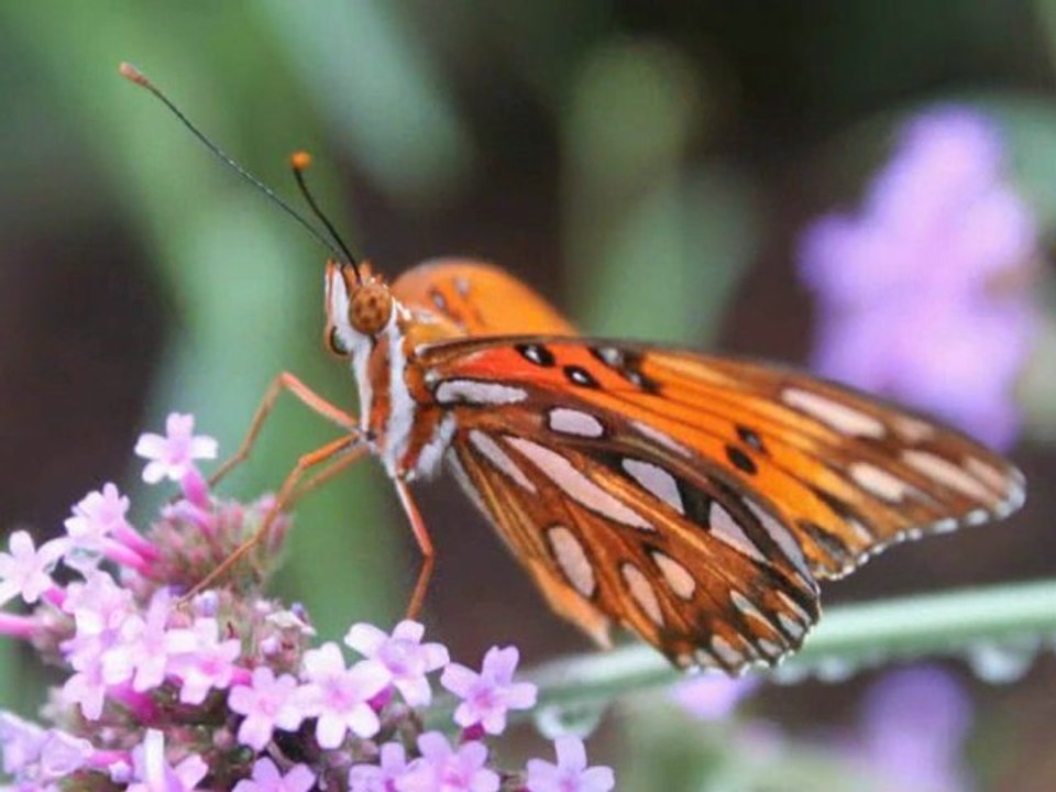 Magix Edit Pro and Canon T1i