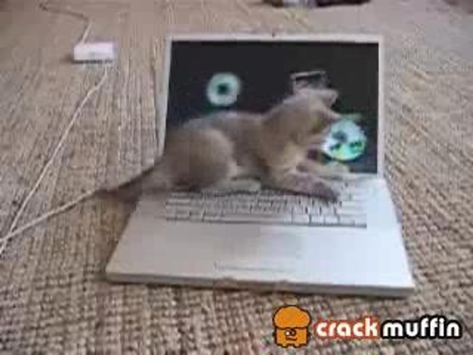 chaton informaticien kitty