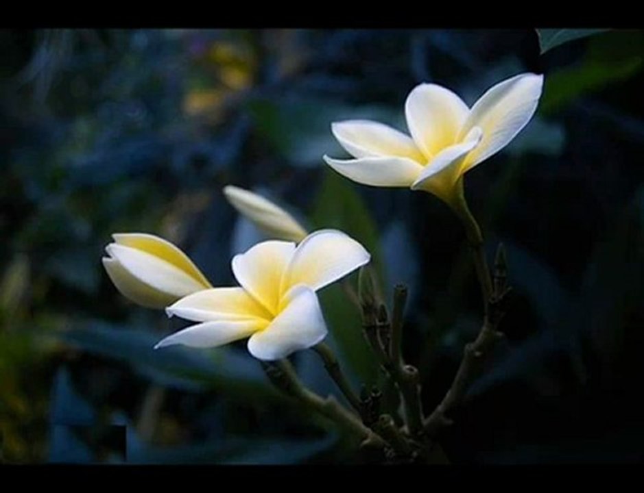 Sâcit Onan |  Aşksızlara Verme Öğüt