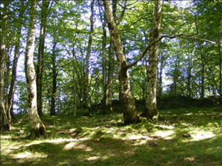 SRI AUROBINDO 9-1-2010 Canalisation part2.2