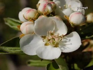 Fruits et légumes-show0