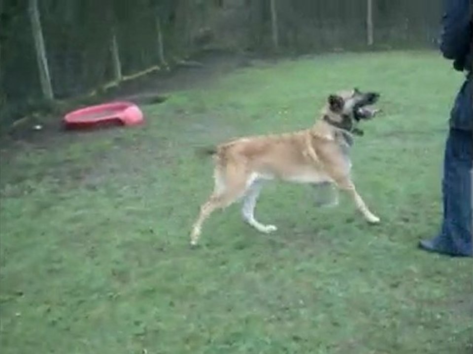 Goliath, croisé berger