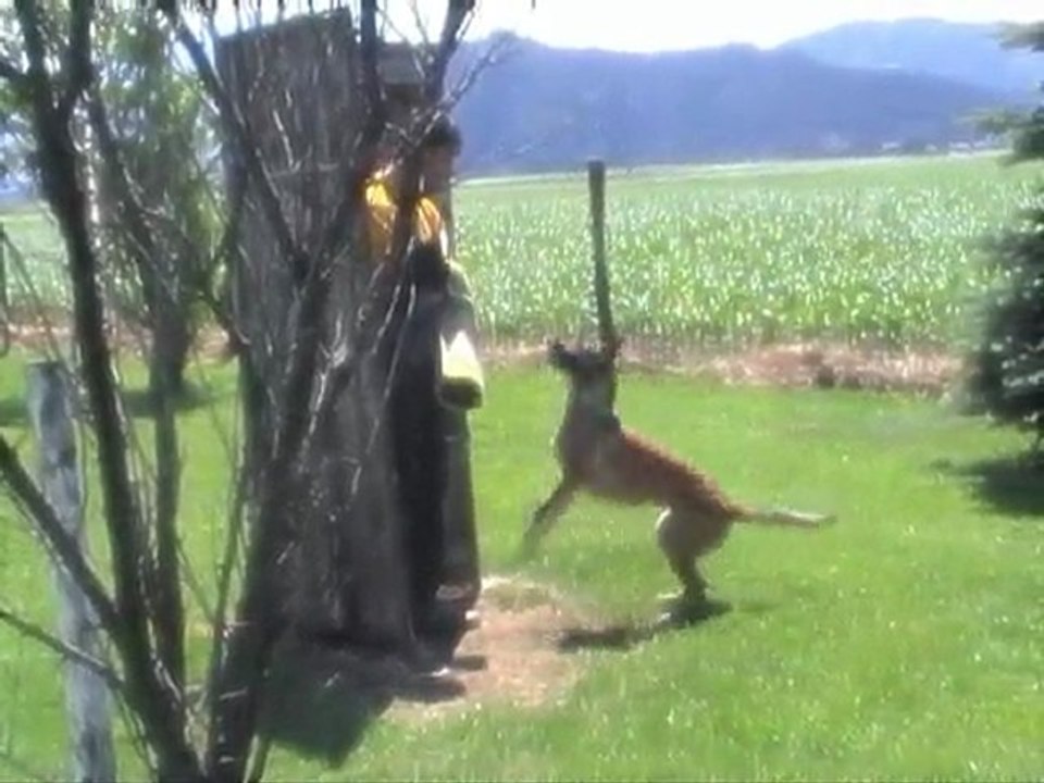 Mecberger GRETA - IPO-II