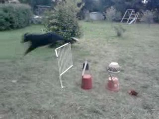 nalla et l'agility