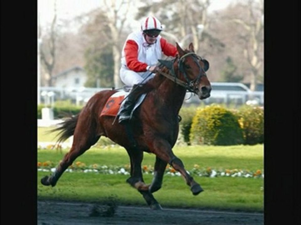 trot monté et attelé whith techno