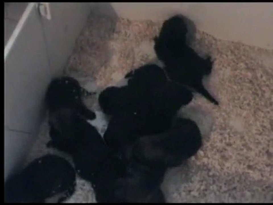 chiots chelsea le 15/01/10