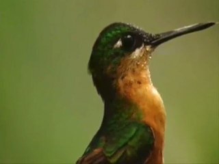 COLIBRI - LA VIDA DEL COLIBRI -  DOCUMENTAL