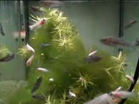 Betta splendens Cambodges multi non métalliques 16 10 10.