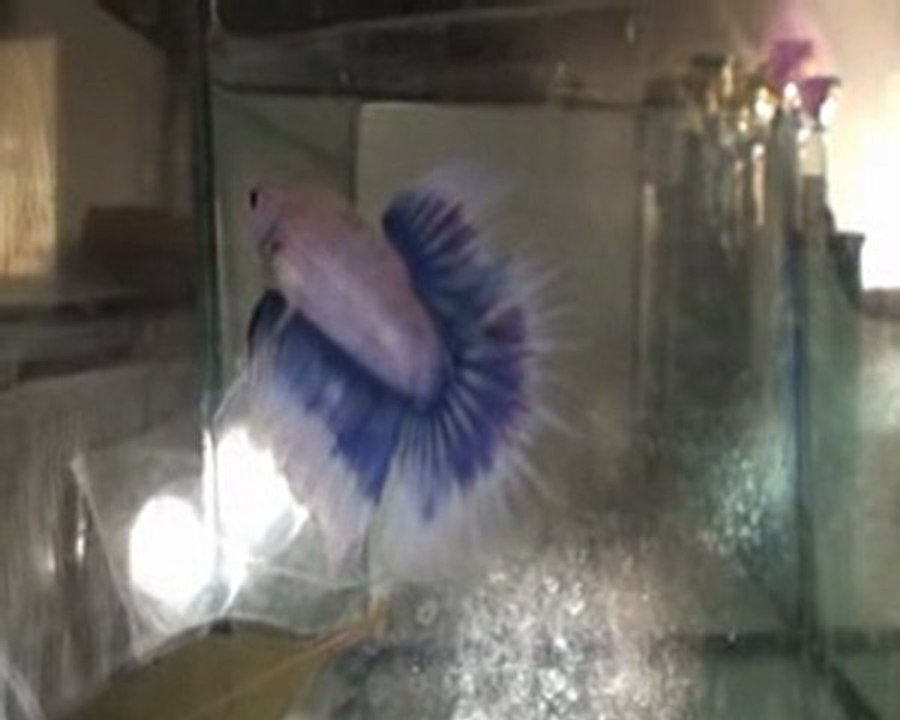 Betta splendens cambodge multi X1/X2 16 10 10.