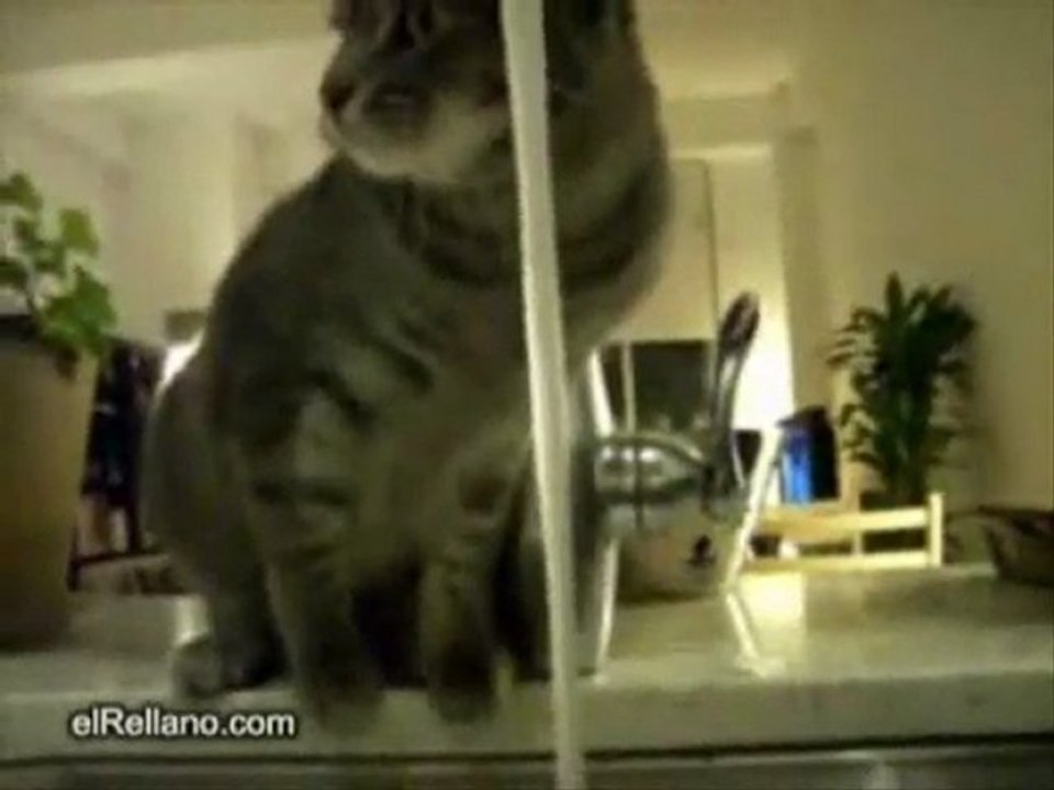 My Cat Likes Water!!!!