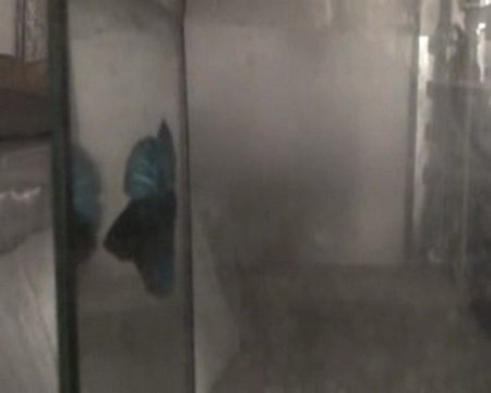 Betta splendens bleu turquoise X1/X2.
