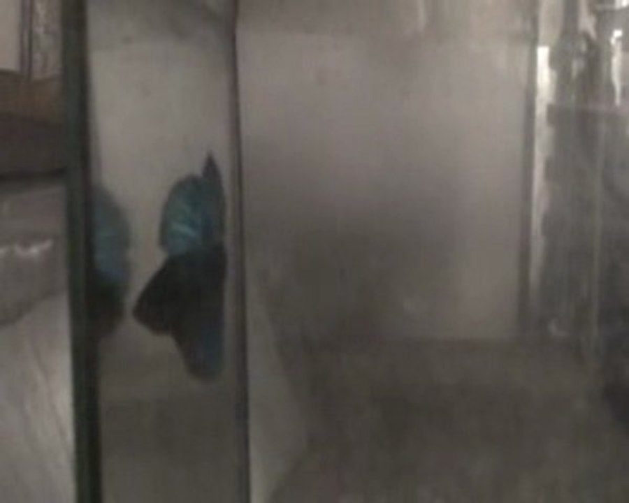 Betta splendens bleu turquoise X1/X2.