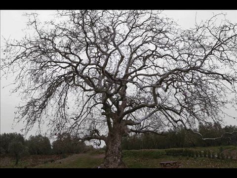 Çağdaş-Bu yıl benim yeşil bağım kurudu