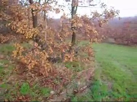 Kopoy ile tavşan avı