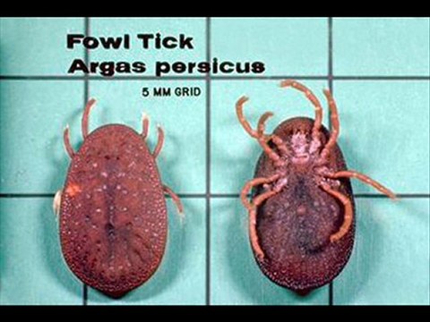 Pest Control Las Vegas - Extermination & Pest Control Servi