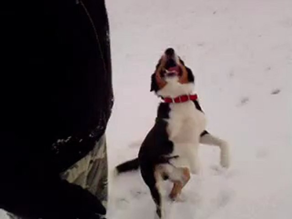 Moi Vs Coocki !