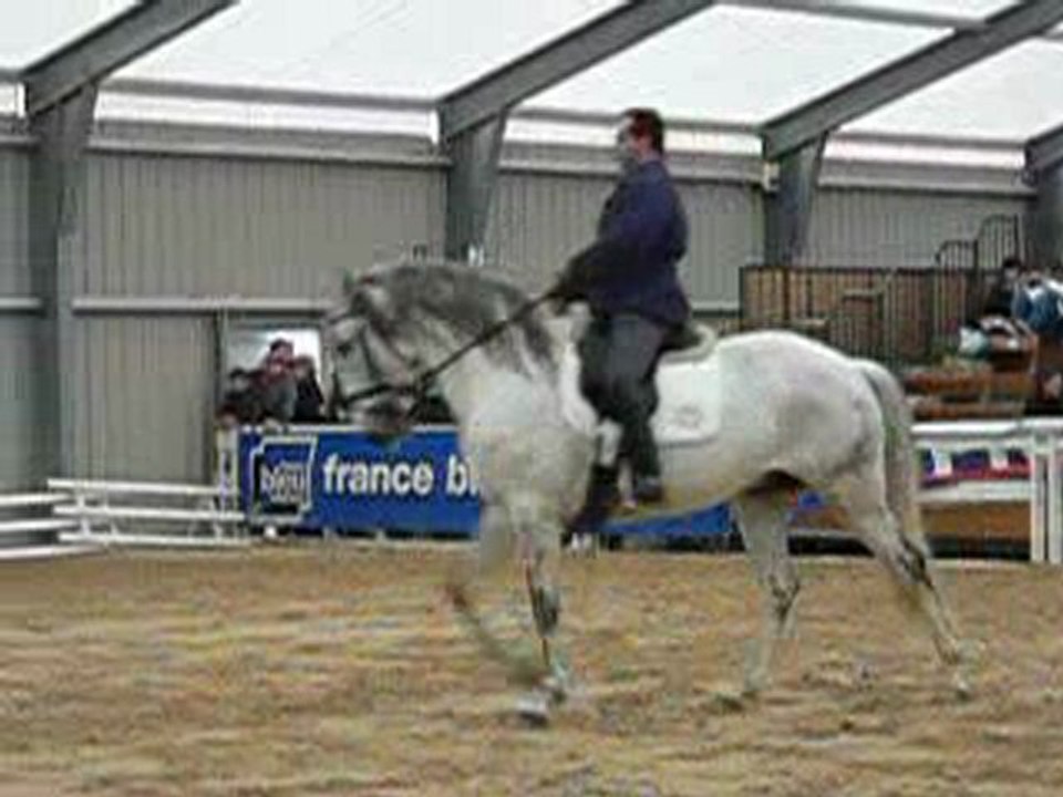 masters du cheval ibérique