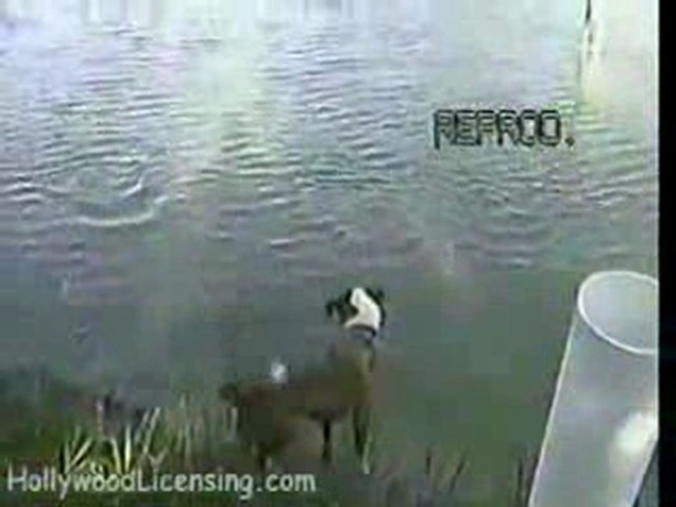 Fishing Dog