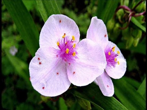 Sourate Al Hadid old recitation Saad al Ghamidi