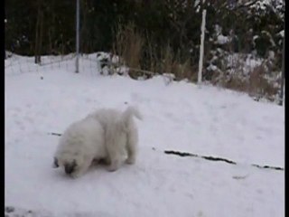 Chiots dansl la neige