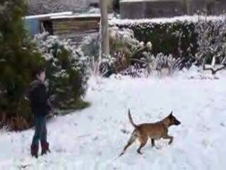 malinois dans la neige