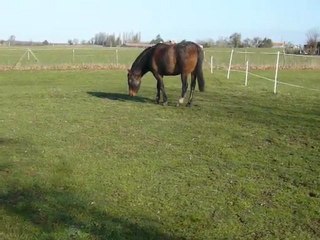 pouliche encolure douloureuse