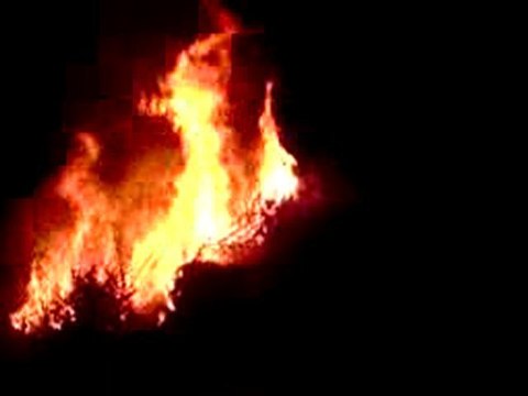 flambee des sapins de noel a molsheim