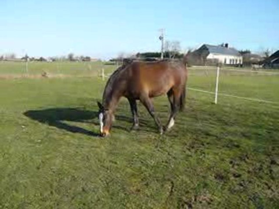 pouliche encolure douloureuse1